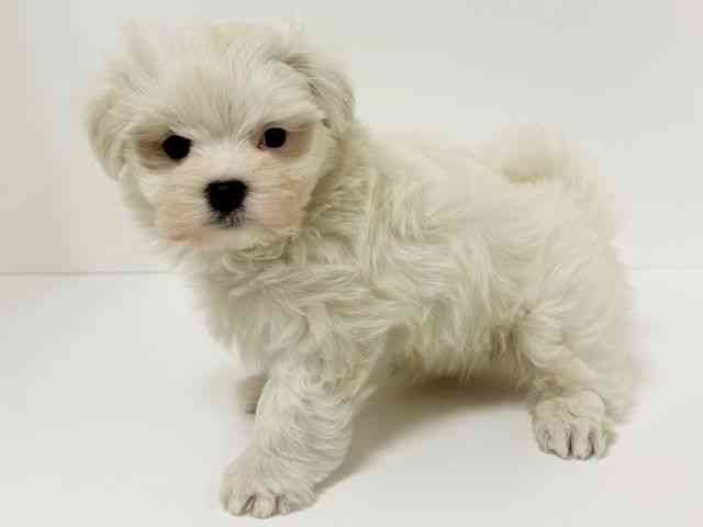 愛知県のマルチーズ (ひごペットフレンドリーイトーヨーカドー知多店/2025年12月21日生まれ/男の子/ホワイト)の子犬の2枚目の画像