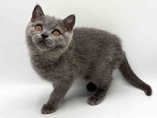 大阪府のブリティッシュショートヘアー (ひごペットフレンドリーみのおキューズモール店/2025年12月23日生まれ/男の子/ブルー)の子猫の2枚目の画像