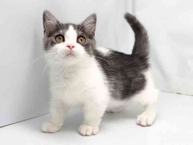 京都府のミヌエット (ひごペットフレンドリー洛北阪急スクエア店/2025年12月23日生まれ/男の子/シルバータビーホワイト)の子猫の2枚目の画像