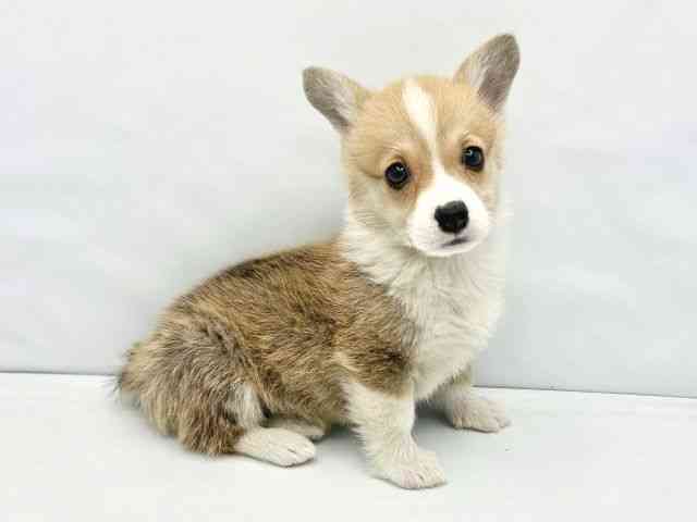 大阪府のウェルシュコーギーペンブローク (ひごペットフレンドリーイトーヨーカドー津久野店/2025年12月17日生まれ/男の子/レッドホワイト)の子犬の2枚目の画像
