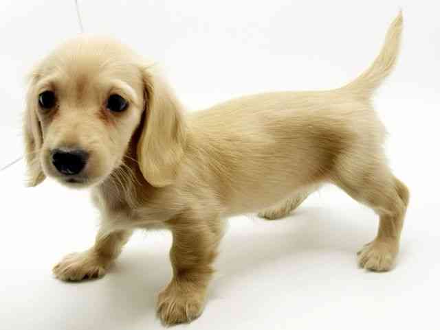 大阪府のミニチュアダックスフンド(ロング) (ひごペットフレンドリーみのおキューズモール店/2025年12月19日生まれ/女の子/イエロー)の子犬の2枚目の画像