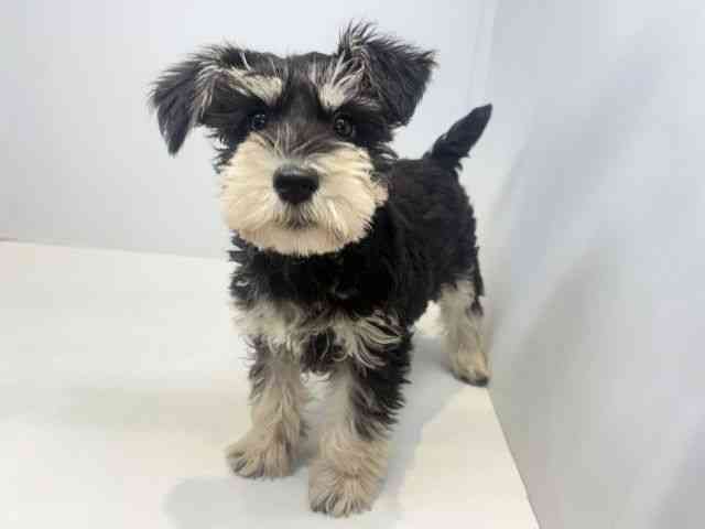 大阪府のミニチュアシュナウザー (ひごペットフレンドリーセブンパーク天美店/2025年12月23日生まれ/女の子/ブラックシルバー)の子犬の2枚目の画像