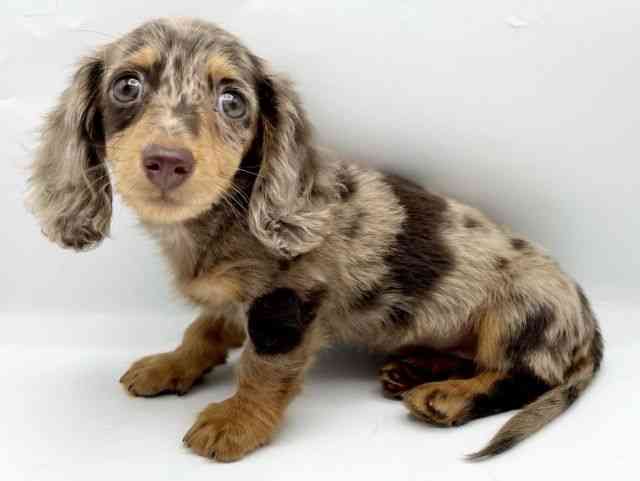 奈良県のカニンヘンダックスフンド(ロング) (ひごペットフレンドリートナリエ大和高田店/2025年12月20日生まれ/女の子/チョコレートダップル)の子犬の2枚目の画像