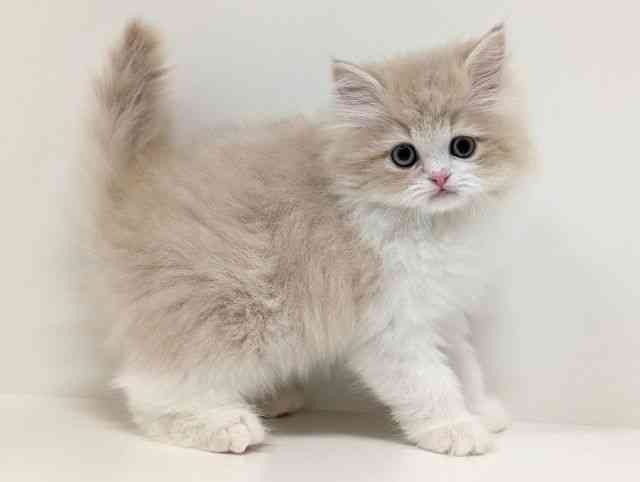 福岡県のペルシャ (ひごペットフレンドリーリバーウォーク北九州店/2025年12月16日生まれ/男の子/クリームホワイト)の子猫の2枚目の画像