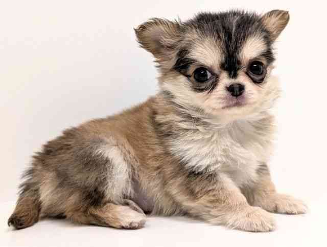 福岡県のチワワ(ロング) (ひごペットフレンドリーリバーウォーク北九州店/2025年12月23日生まれ/男の子/フォーンホワイト)の子犬の2枚目の画像