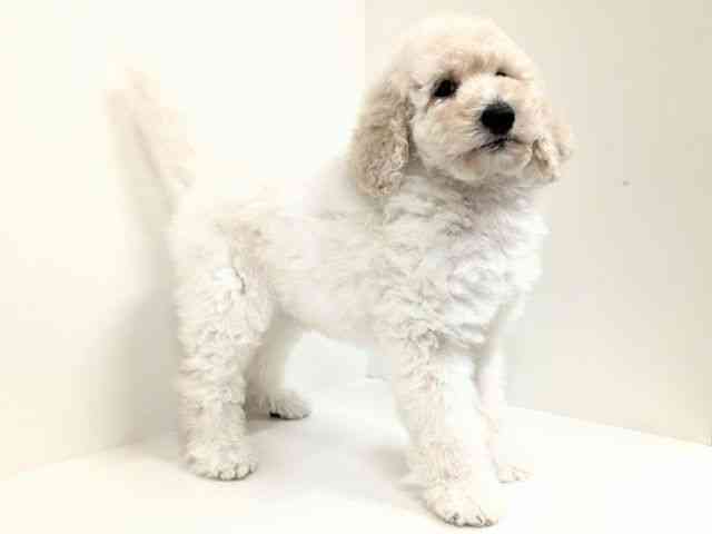 福岡県のスタンダードプードル (ひごペットフレンドリーリバーウォーク北九州店/2025年12月21日生まれ/女の子/ホワイト)の子犬の2枚目の画像