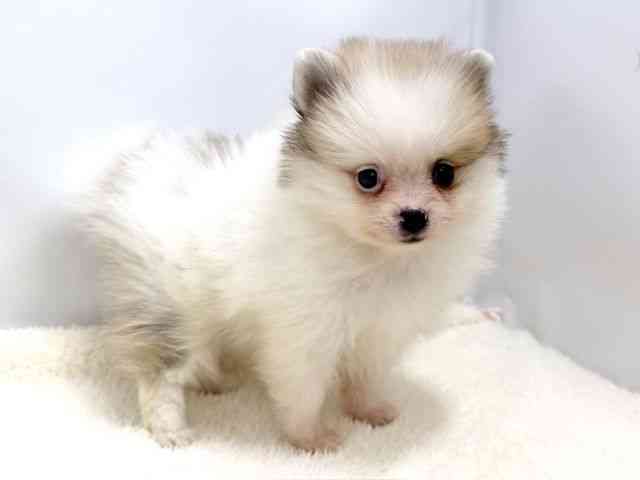 広島県のポメラニアン (ひごペットフレンドリーゆめタウン廿日市店/2025年12月21日生まれ/女の子/パーティーカラー)の子犬の2枚目の画像