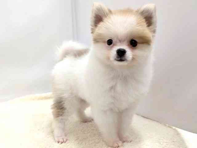 広島県のポメラニアン (ひごペットフレンドリーゆめタウン廿日市店/2025年12月21日生まれ/女の子/パーティーカラー)の子犬の2枚目の画像