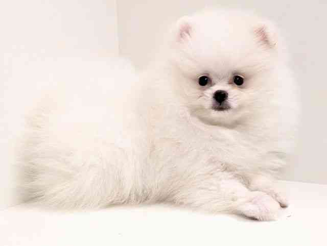 福岡県のポメラニアン (ひごペットフレンドリーリバーウォーク北九州店/2025年12月22日生まれ/男の子/ホワイト)の子犬の2枚目の画像