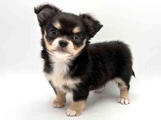 奈良県のチワワ(ロング) (ひごペットフレンドリー田原本店/2025年12月15日生まれ/男の子/ブラックタンホワイト)の子犬の2枚目の画像