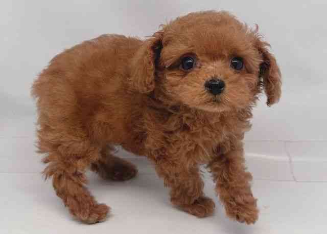 鳥取県のトイプードル(トイ) (ひごペットフレンドリーイオンモール鳥取北店/2025年12月22日生まれ/女の子/レッド)の子犬の2枚目の画像