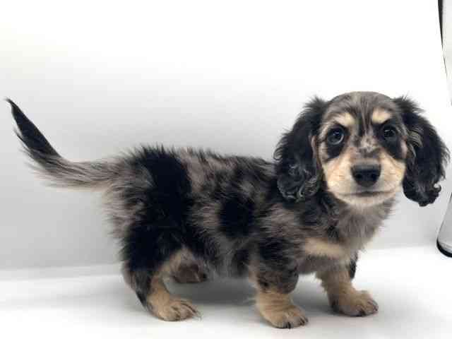 京都府のミニチュアダックスフンド(ロング) (ひごペットフレンドリーイオンモール高の原店/2025年12月19日生まれ/男の子/シルバーダップル)の子犬の2枚目の画像