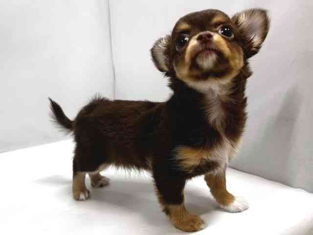 奈良県のチワワ(ロング) (ひごペットフレンドリー奈良パワーシティ店/2025年12月20日生まれ/女の子/チョコレートタンホワイト)の子犬の2枚目の画像