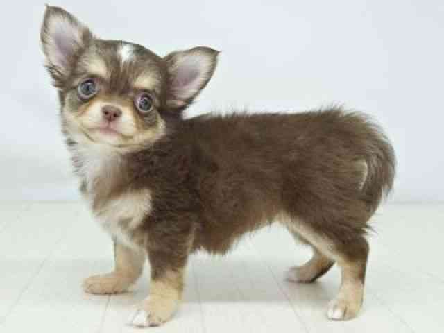 福岡県のチワワ(ロング) (ひごペットフレンドリーゆめタウン筑紫野店/2025年12月20日生まれ/女の子/チョコレートタンホワイト)の子犬の2枚目の画像