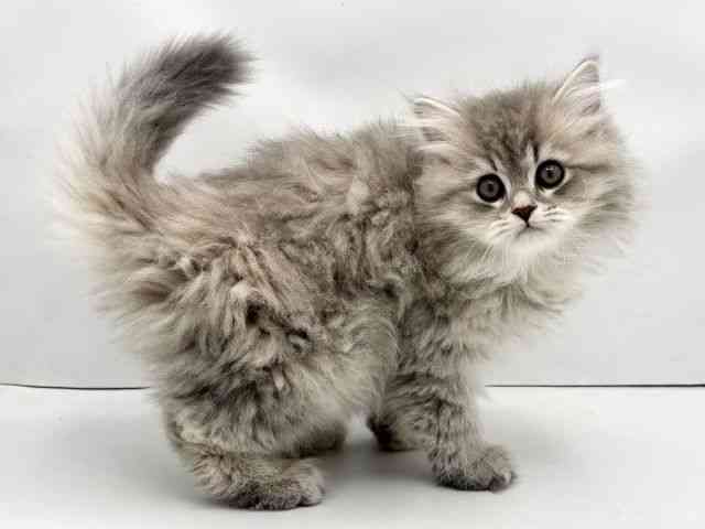 兵庫県のペルシャ (ひごペットフレンドリークラウンパーク伊丹店/2025年12月16日生まれ/女の子/ブルーチンチラ)の子猫の2枚目の画像