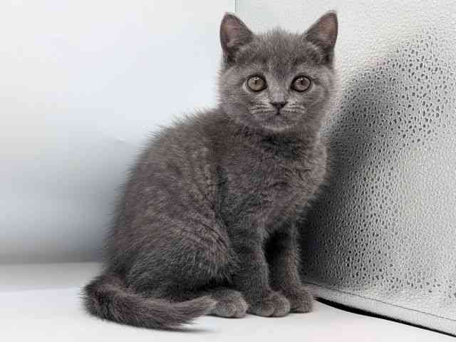 香川県のブリティッシュショートヘアー (ひごペットフレンドリーゆめタウン高松店/2025年12月23日生まれ/女の子/ブルー)の子猫の2枚目の画像