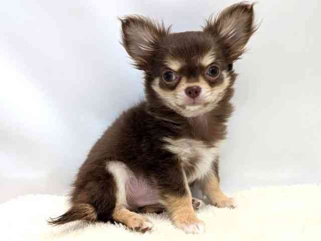 広島県のチワワ(ロング) (ひごペットフレンドリーゆめタウン廿日市店/2025年12月22日生まれ/男の子/チョコレートタンホワイト)の子犬の2枚目の画像