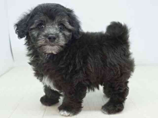 福岡県のマルプー(マルチーズ×プードル) (ひごペットフレンドリーゆめタウン筑紫野店/2025年12月18日生まれ/女の子/シルバー)の子犬の2枚目の画像