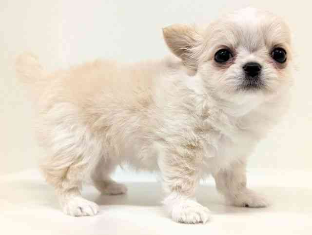 福岡県のチワワ(ロング) (ひごペットフレンドリーリバーウォーク北九州店/2025年12月23日生まれ/男の子/クリーム)の子犬の2枚目の画像