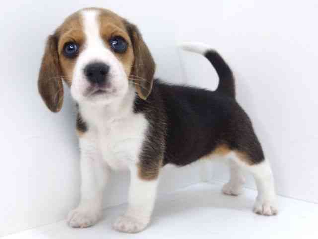 大阪府のビーグル (ひごペットフレンドリーいこらもーる泉佐野店/2025年12月23日生まれ/女の子/ブラックタンホワイト)の子犬の2枚目の画像