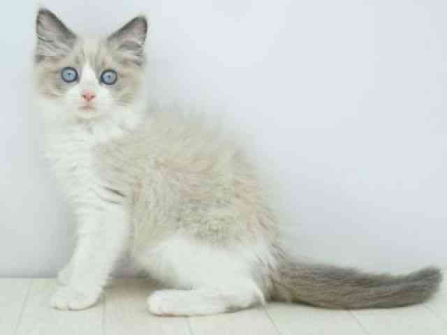 福岡県のラグドール (ひごペットフレンドリーゆめタウン筑紫野店/2025年12月10日生まれ/男の子/ブルーポイントバイカラー)の子猫の2枚目の画像