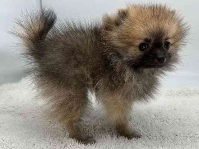 島根県のポメラニアン (ひごペットフレンドリーイオンモール出雲店/2025年12月22日生まれ/女の子/オレンジセーブル)の子犬の2枚目の画像