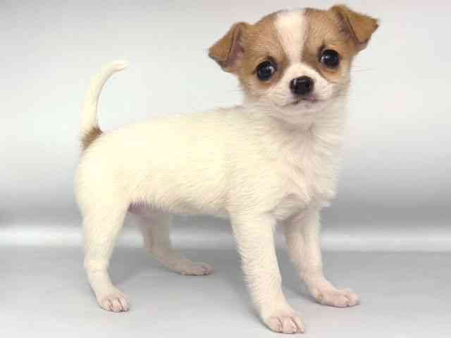 大阪府のチワワ(スムース) (ひごペットフレンドリー岸和田店/2025年12月21日生まれ/女の子/ホワイトフォーン)の子犬の2枚目の画像