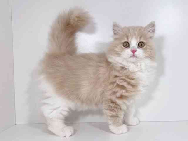 京都府のブリティッシュロングヘアー (ひごペットフレンドリーイズミヤショッピングセンター八幡店/2025年12月23日生まれ/男の子/クリームタビーホワイト)の子猫の2枚目の画像