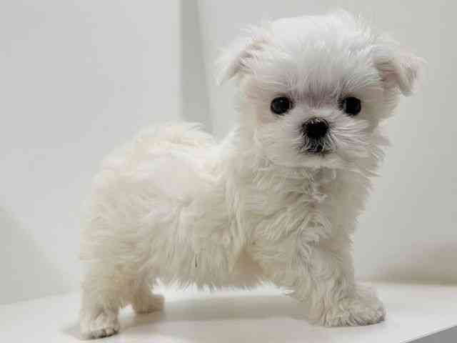 奈良県のマルチーズ (ひごペットフレンドリーイオンモール橿原ウエスト・ビレッジ店/2025年12月22日生まれ/男の子/ホワイト)の子犬の2枚目の画像