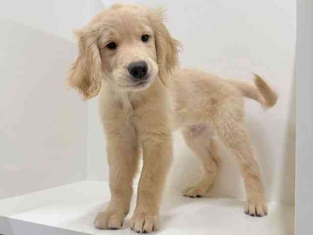 奈良県のゴールデンレトリバー (ひごペットフレンドリーイオンモール橿原ウエスト・ビレッジ店/2025年12月23日生まれ/男の子/ゴールデン)の子犬の2枚目の画像