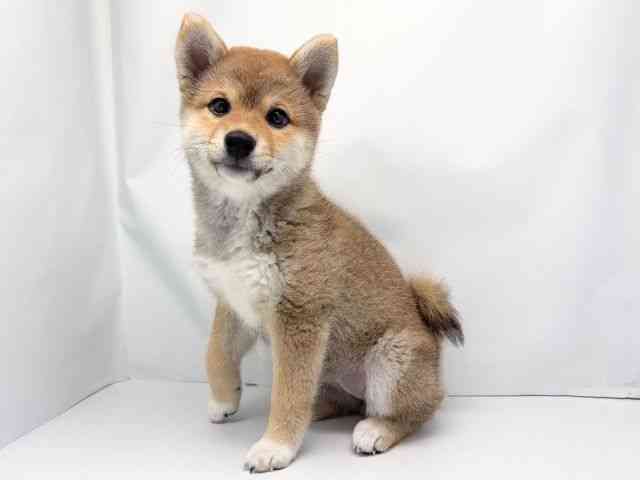 京都府の柴犬(標準サイズ) (ひごペットフレンドリー洛北阪急スクエア店/2025年12月23日生まれ/女の子/赤)の子犬の2枚目の画像