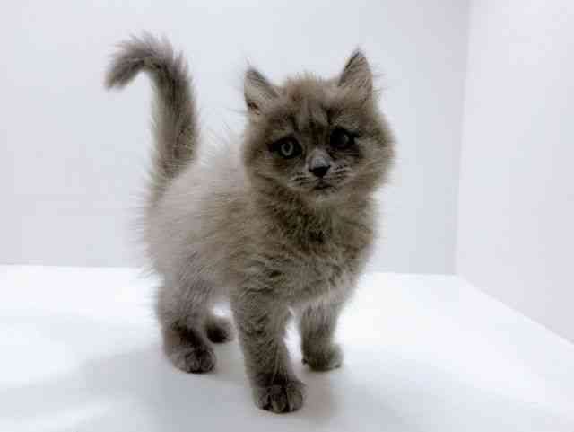 広島県のブリティッシュロングヘアー (ひごペットフレンドリーフジグラン神辺店/2025年12月14日生まれ/男の子/ブルー)の子猫の2枚目の画像