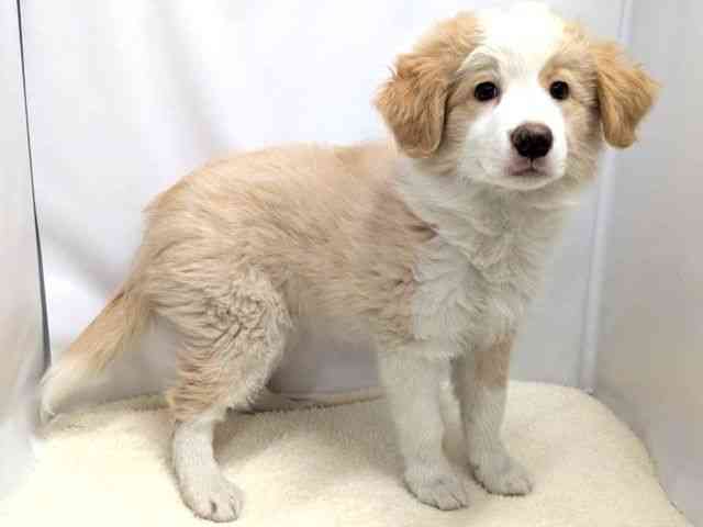 広島県のボーダーコリー (ひごペットフレンドリーゆめタウン廿日市店/2025年12月24日生まれ/男の子/クリームホワイト)の子犬の2枚目の画像