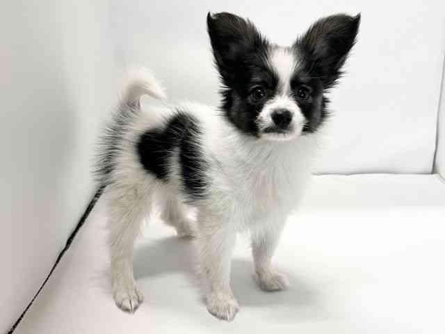 愛媛県のパピヨン (ひごペットフレンドリーイオンモール今治新都市店/2025年12月20日生まれ/男の子/トライカラー)の子犬の2枚目の画像