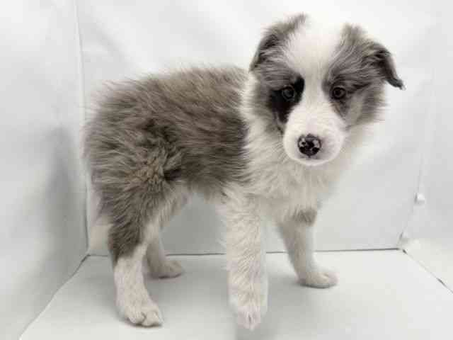 兵庫県のボーダーコリー (ひごペットフレンドリークラウンパーク伊丹店/2025年12月24日生まれ/女の子/ブルーマール)の子犬の2枚目の画像