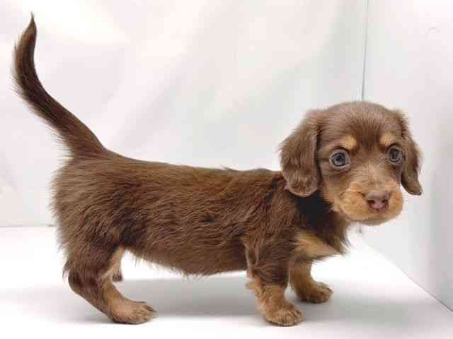 京都府のミニチュアダックスフンド(ロング) (ひごペットフレンドリー洛北阪急スクエア店/2025年12月22日生まれ/女の子/ブラウンタン)の子犬の2枚目の画像