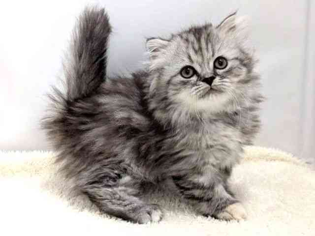 広島県のマンチカン (ひごペットフレンドリーゆめタウン廿日市店/2025年12月25日生まれ/女の子/シルバーパッチドタビー)の子猫の2枚目の画像