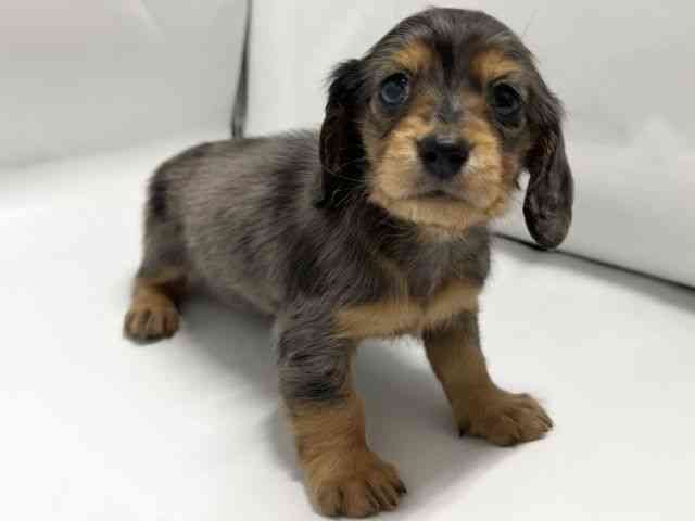 京都府のカニンヘンダックスフンド(ロング) (ひごペットフレンドリー京都店/2025年12月27日生まれ/男の子/シルバーダップル)の子犬の2枚目の画像