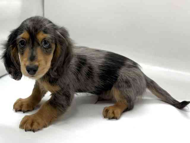 京都府のカニンヘンダックスフンド(ロング) (ひごペットフレンドリー京都店/2025年12月27日生まれ/男の子/シルバーダップル)の子犬の2枚目の画像