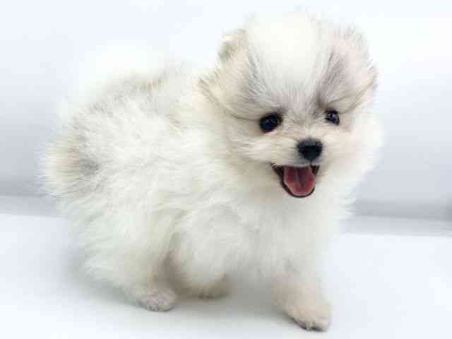 大阪府のポメラニアン (ひごペットフレンドリーららぽーとEXPOCITY店/2025年12月24日生まれ/男の子/パーティーカラー)の子犬の2枚目の画像