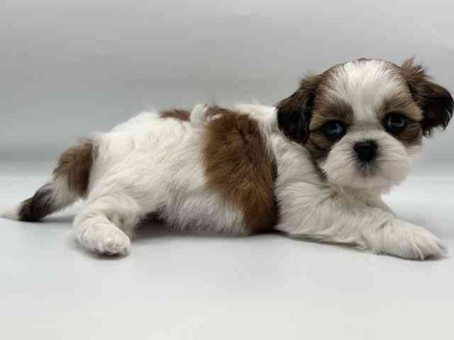 香川県のシーズー (ひごペットフレンドリーゆめタウン高松店/2025年12月26日生まれ/女の子/ホワイトゴールド)の子犬の2枚目の画像