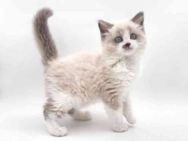 大阪府のラグドール (ひごペットフレンドリー泉ヶ丘店/2025年12月26日生まれ/男の子/ブルーポイントバイカラー)の子猫の2枚目の画像