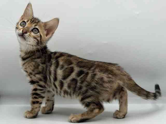 香川県のベンガル (ひごペットフレンドリーゆめタウン高松店/2025年12月25日生まれ/女の子/ブラウンスポットタビー)の子猫の2枚目の画像