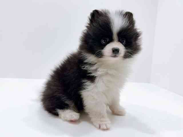 広島県のポメラニアン (ひごペットフレンドリーフジグラン神辺店/2025年12月26日生まれ/女の子/ブラックホワイト)の子犬の2枚目の画像