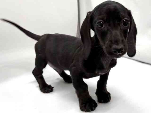 京都府のミニチュアダックスフンド(スムース) (ひごペットフレンドリー京都店/2025年12月26日生まれ/男の子/ブラック)の子犬の2枚目の画像