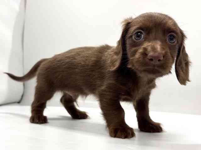 京都府のミニチュアダックスフンド(ロング) (ひごペットフレンドリー京都店/2025年12月26日生まれ/男の子/チョコレート)の子犬の2枚目の画像