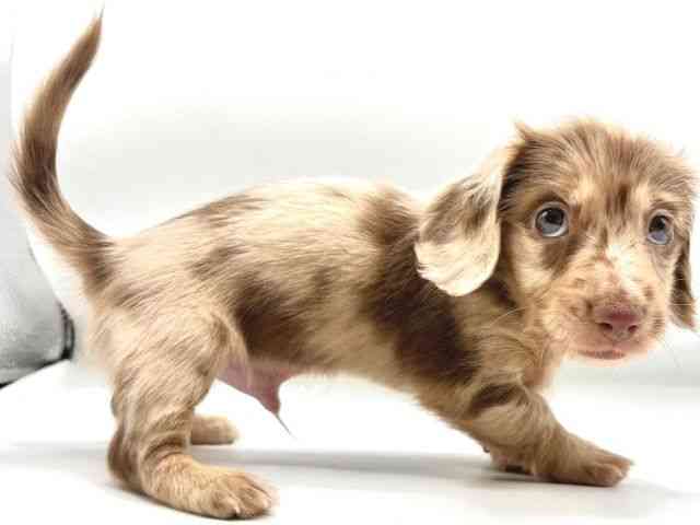 愛知県のミニチュアダックスフンド(ロング) (ひごペットフレンドリーヴィアモール アピタ江南西店/2025年12月26日生まれ/男の子/チョコレートダップル)の子犬の2枚目の画像