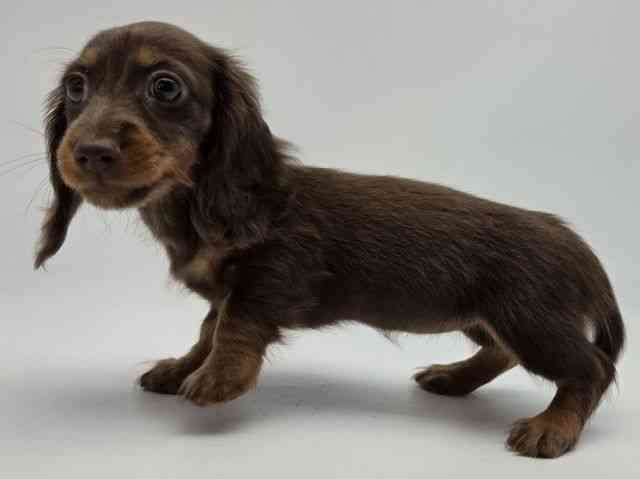 島根県のミニチュアダックスフンド(ロング) (ひごペットフレンドリーイオンモール出雲店/2025年12月26日生まれ/女の子/チョコレートタン)の子犬の2枚目の画像