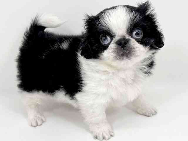 京都府のペキニーズ (ひごペットフレンドリーイズミヤショッピングセンター八幡店/2025年12月25日生まれ/男の子/パーティーカラー)の子犬の2枚目の画像