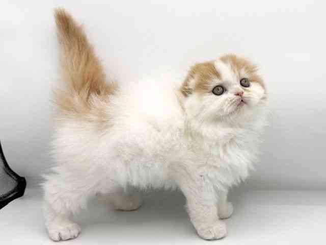 大阪府のスコティッシュフォールド (ひごペットフレンドリーららぽーとEXPOCITY店/2025年12月28日生まれ/女の子/レッドタビーホワイト)の子猫の2枚目の画像